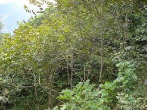 尺施底自然村自然資源-生態林