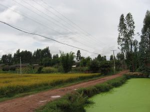 胡楊李村