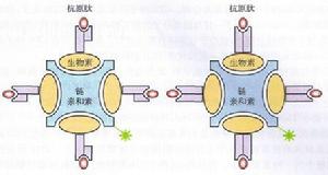 四聚體