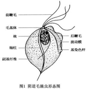 圖1 陰道毛滴蟲形態圖