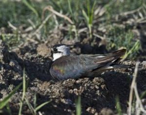 大圓雞鳥虱