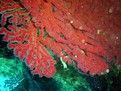 雪松角海樹珊瑚
