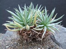 Dudleya albiflora