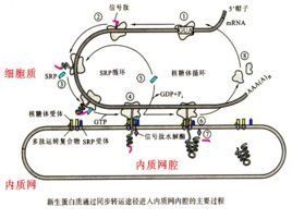 大分子物質