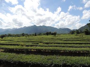 茶葉產業