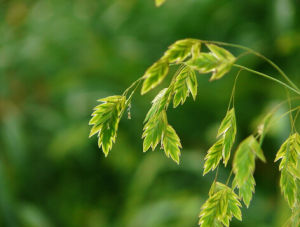 小判草