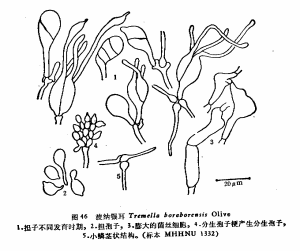 波鈉銀耳