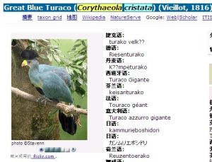 Great Blue Turaco (Corythaeola cristata) (Vieillot, 1816)