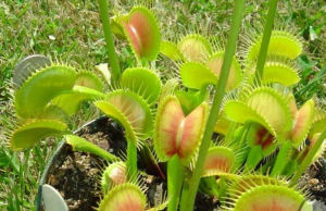 Venus flytrap