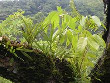 附生植物