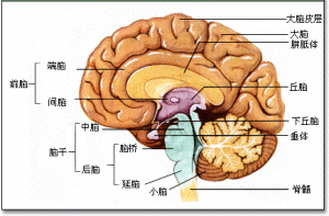 腦部解剖