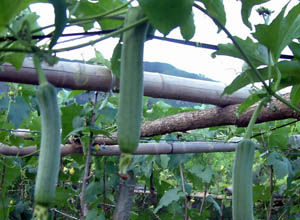 Luffa aegyptiaca