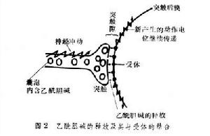 細胞膜受體