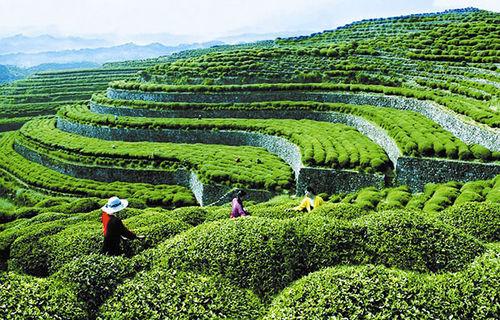 利川工夫紅茶園