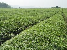 汀溪蘭香茶園