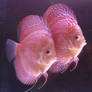 七彩神仙魚