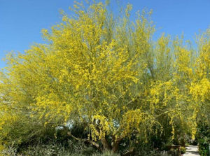 藍花假紫荊