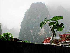 白蝴蝶合果芋