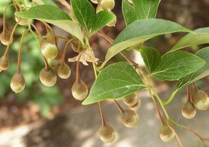 楚雄野茉莉