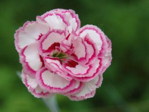 Dianthus chinensis