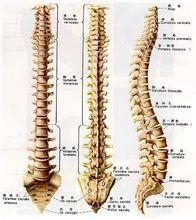 美式脊椎矯正