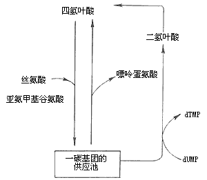 營養性貧血