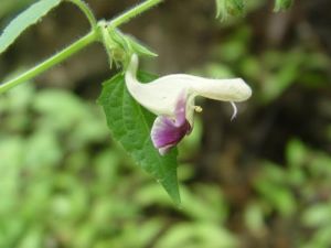 芒萼鳳仙花