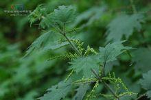 蕁麻草（蕁麻）