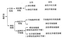 縱隔神經源性腫瘤臨床病理