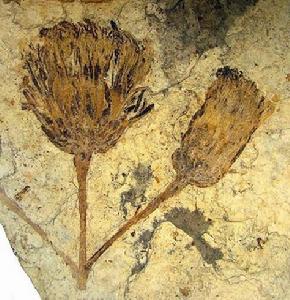 乍看之下0.5億年前太陽花化石的色彩和形狀非常像梵谷的繪畫作品