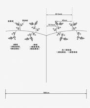 戶太八號葡萄