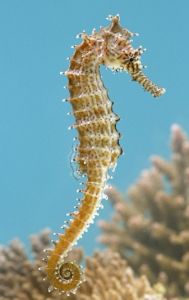 海馬[海洋魚綱生物]