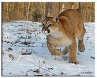 貓科動物[生物學分類]