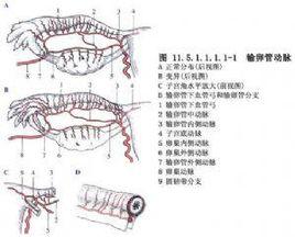 輸卵管妊娠保守性手術