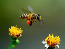 蜜蜂類