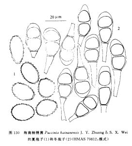 海南柄鏽菌