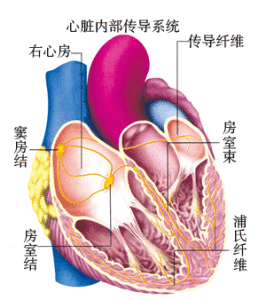 心臟傳導阻滯