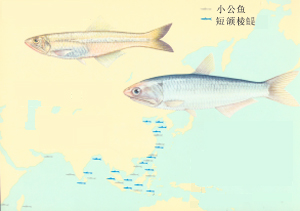 青帶小公魚