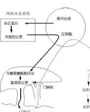 血清總膽紅素