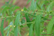 帝王菜 學名：長蒴黃麻