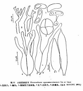 小笠原刺皮耳