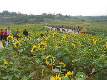 昇平社區“花海昇平”葵花園