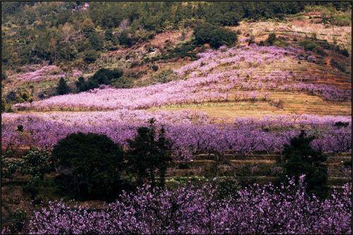 千畝桃花