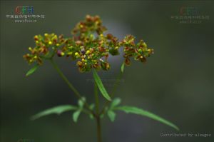 糙葉敗醬Patrinia scabra