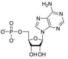 高能磷酸化合物