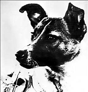 蘇聯太空犬