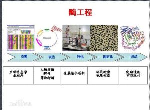 酶工程