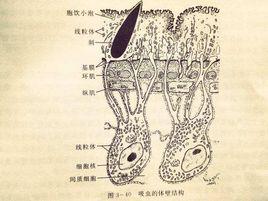 合胞體