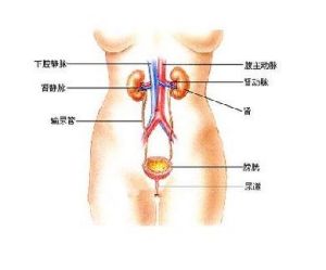 B肝性腎炎