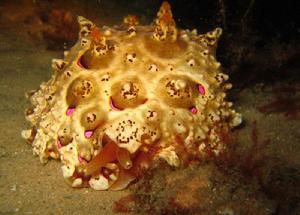 （圖）一隻在新南威爾斯州史帝芬港（Port Stephens）Fly Point 的 maximillate pleurobranch 